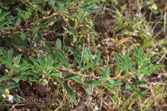 Indigofera glandulosa